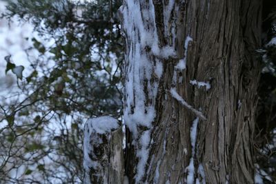 Close-up of tree trunk during winter