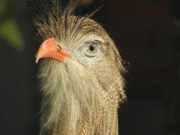 Close-up of a bird