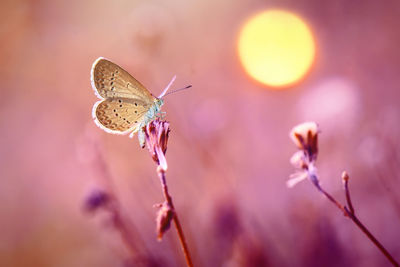 Close-up of butterfly pollinating on flower