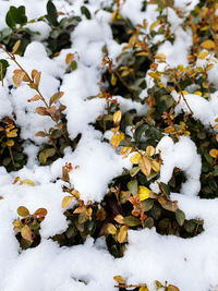 Snow covered leaves on field