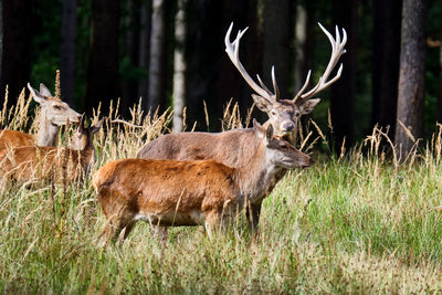 Deer in a field