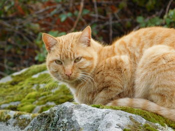 Portrait of ginger cat sitting on rock
