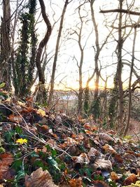 Trees growing in forest during autumn