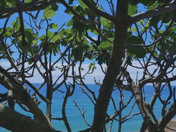 Low angle view of tree by lake against sky