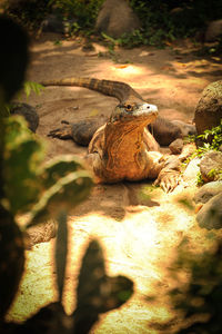 Turtle on rock