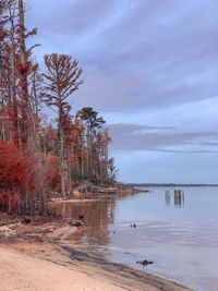 Scenic view of bald cypress trees and river against sky. croatan national forest, north carolina 