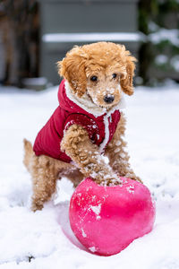 Close-up of dog sitting on snow field