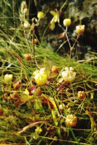 Close-up of flowering plant