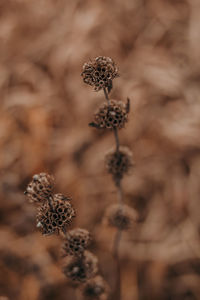 Close-up of dried plant