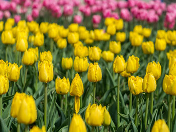 Close-up of fresh yellow tulips blooming in field