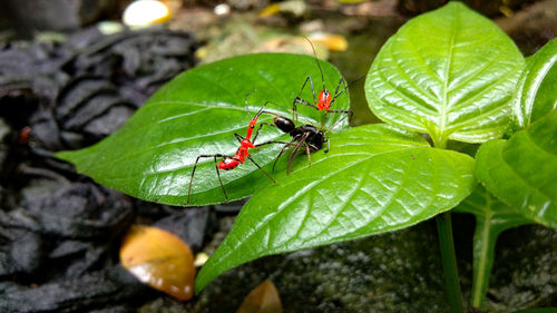 Close-up of insect on leaf