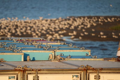 Container with seabirds