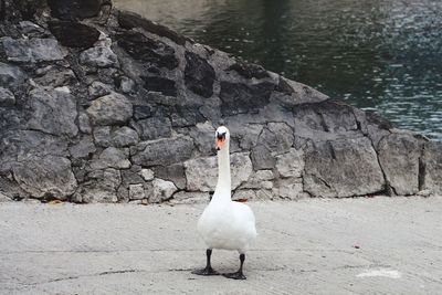 Swan by lake