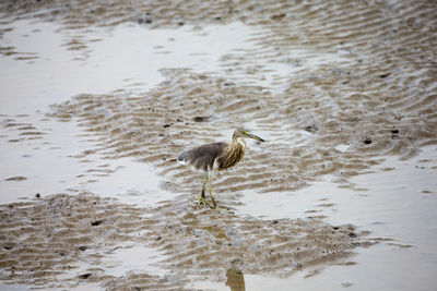 View of bird in lake