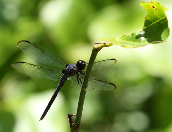 Close-up of insect on leaf