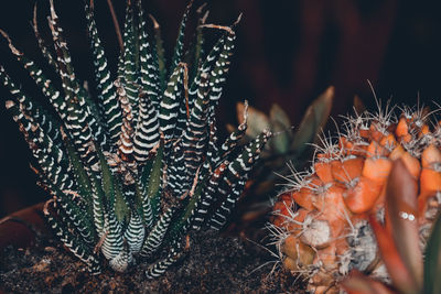 Close-up of plant against white background