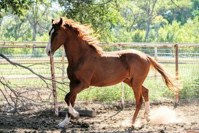 Horse standing on field