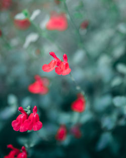 Close-up of pink rose