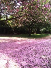 Pink flowers in park