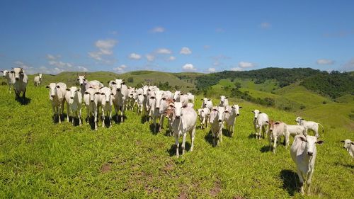 Cows grazing in field