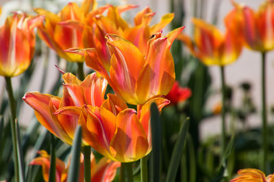 Close-up of orange tulips