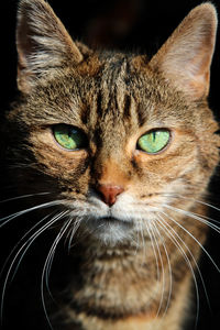 Close-up portrait of a cat