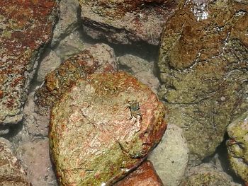 Close-up of lichen on rock