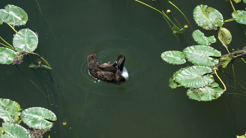 High angle view of ducks swimming in lake