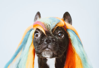 Close-up portrait of dog with colorful wig against white background