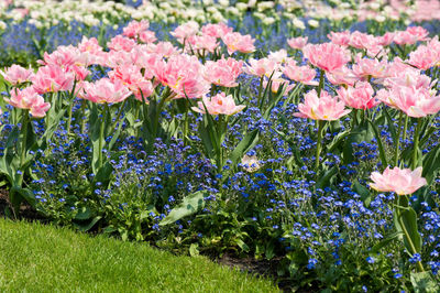 Close-up of flowers blooming outdoors