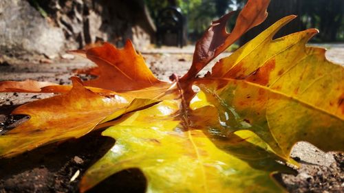 Close-up of yellow maple leaves