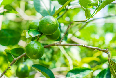 Close-up of fruit growing on tree