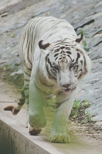 Close-up portrait of tiger