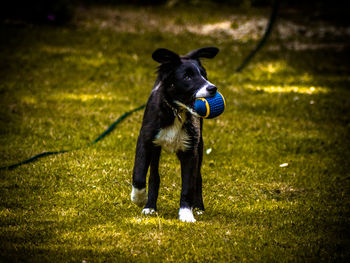 Full length of dog running on field