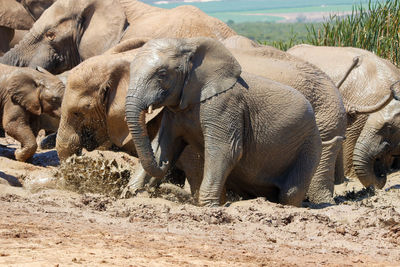 Elephants on field