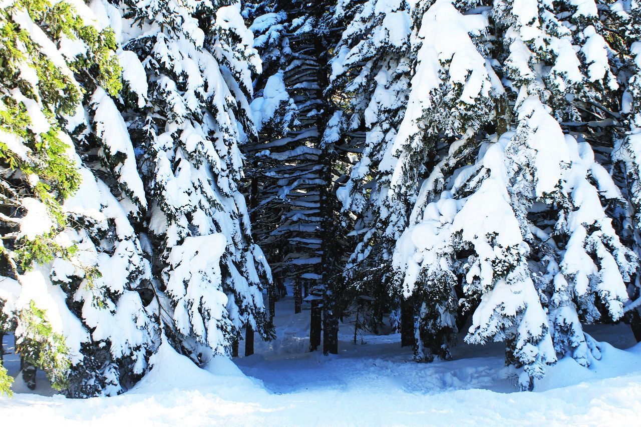 TREES IN SNOW COVERED FOREST