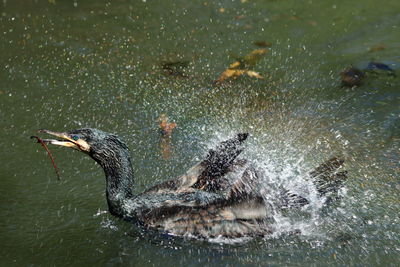 High angle view of cormorant in water