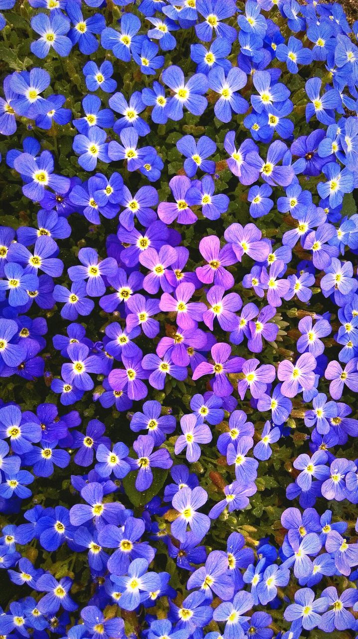 FULL FRAME SHOT OF PURPLE FLOWERS