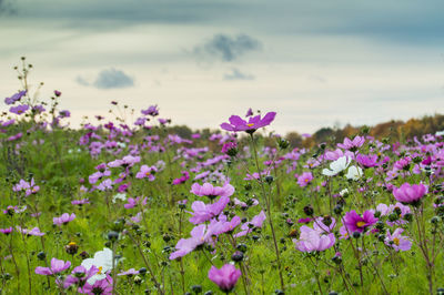 Purple flowers blooming on field against sky