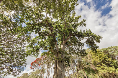 Low angle view of trees against sky