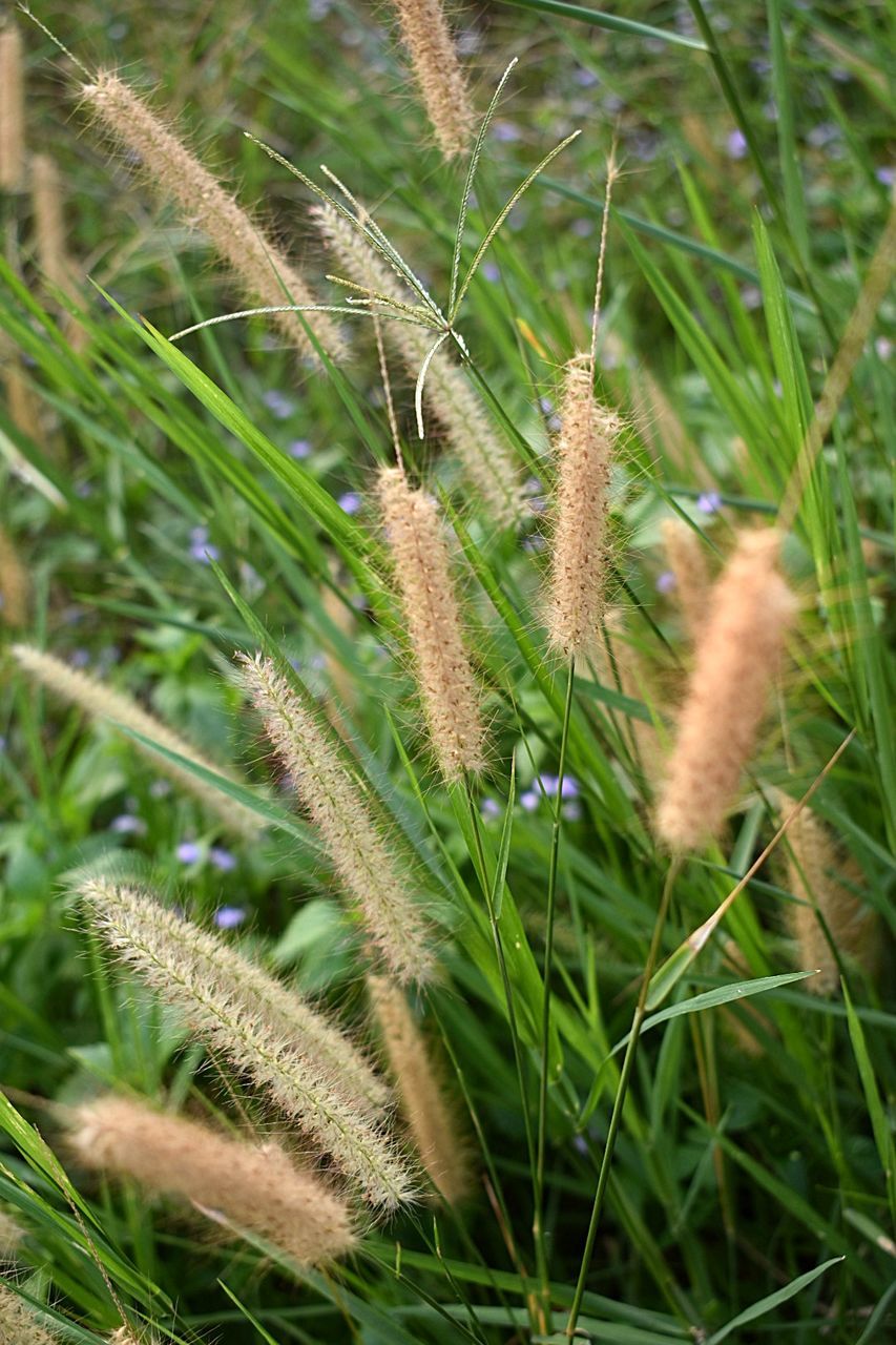 plant, growth, green color, grass, close-up, nature, beauty in nature, day, field, no people, selective focus, land, outdoors, focus on foreground, tranquility, freshness, fragility, leaf, plant part, vulnerability, blade of grass, spiky