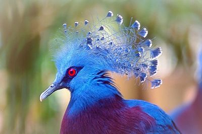 Close-up of peacock