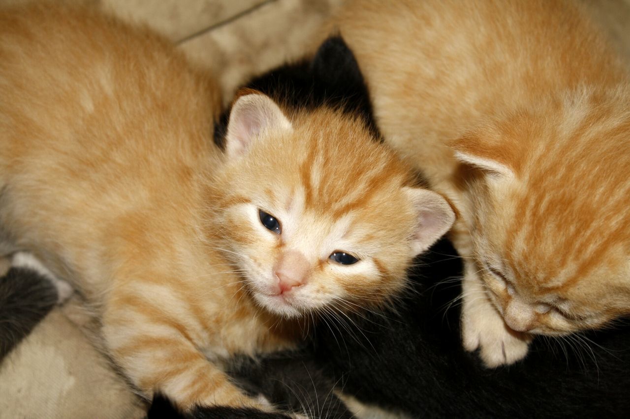 Baby kitties