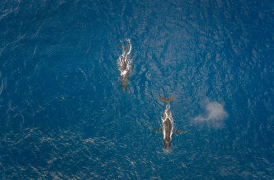 High angle view of jellyfish swimming in sea