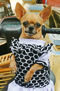 Close-up of well dress chihuahua