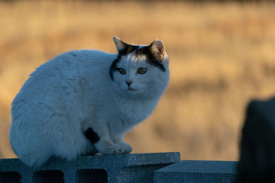 Portrait of cat sitting outdoors