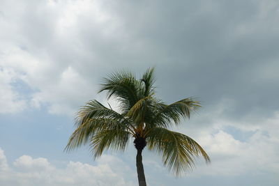 palm tree