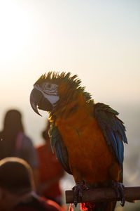 Bird perching on hand against sky during sunset