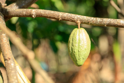 Close-up of fruit growing on tree