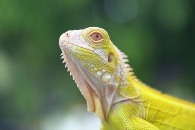 Close-up of lizard